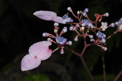 Hydrangea densifolia