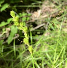 Carex scoparia