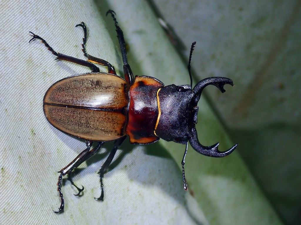 Odontolabis sommeri