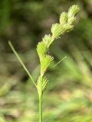 Carex scoparia