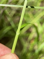 Carex scoparia