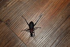 Carabus nankotaizanus
