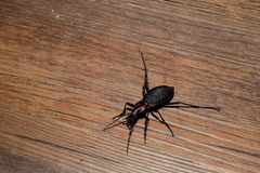 Carabus nankotaizanus