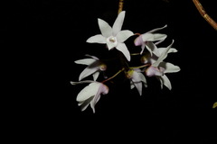 Dendrobium moniliforme