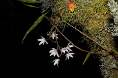 Dendrobium moniliforme