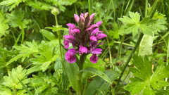 Dactylorhiza purpurella