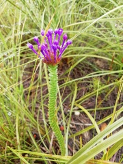 Rhigiophyllum squarrosum