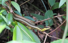 Dendrelaphis kopsteini