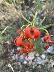 Lilium pomponium