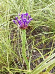 Rhigiophyllum squarrosum