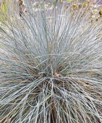 Festuca glauca