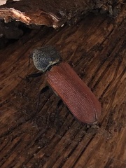 Bostrichus capucinus