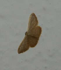 Idaea distinctaria
