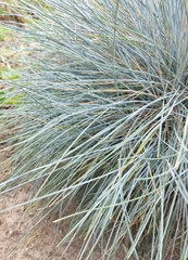 Festuca glauca