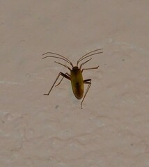 Creontiades pallidus