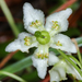 One-flowered Wintergreen - Photo (c) cassi saari, some rights reserved (CC BY-NC), uploaded by cassi saari