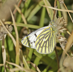 Tatochila sagittata