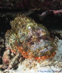 Scorpaenopsis oxycephalus
