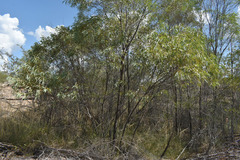 Eucalyptus ammophila