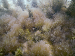 Trachinops caudimaculatus