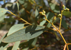 Eucalyptus ammophila