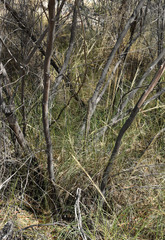 Eucalyptus ammophila