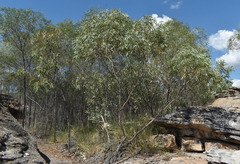 Eucalyptus ammophila