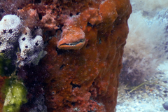 Mimachlamys asperrima