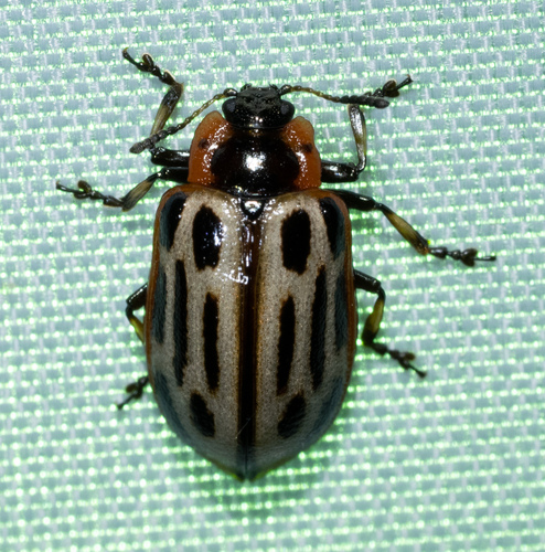 Cottonwood Leaf Beetle