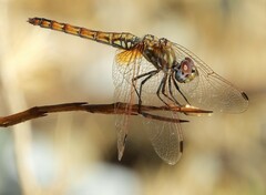 Trithemis annulata