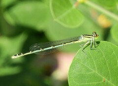 Erythromma lindenii