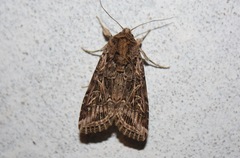 Spodoptera littoralis