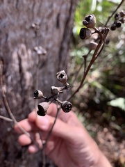 Eucalyptus portuensis