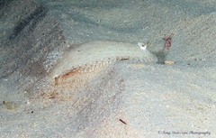 Pseudorhombus arsius