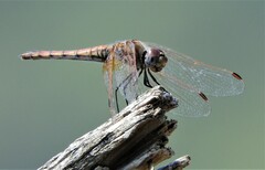 Trithemis annulata