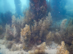 Caulocystis cephalornithos