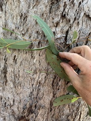 Eucalyptus portuensis