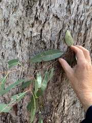 Eucalyptus portuensis