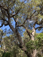 Eucalyptus portuensis