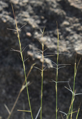 Aristida exserta