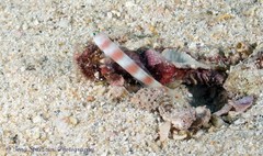 Amblyeleotris aurora