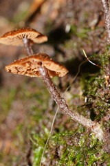 Kuehneromyces brunneoalbescens