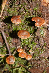 Kuehneromyces brunneoalbescens