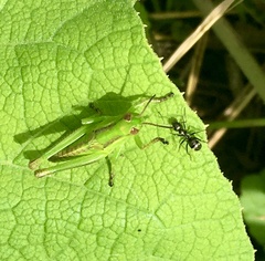 Melanoplus