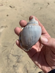 Phalium bandatum