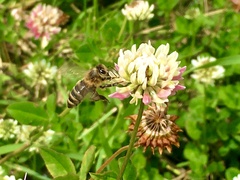 Apis mellifera