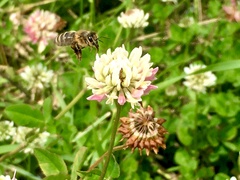 Apis mellifera