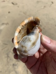 Phalium bandatum
