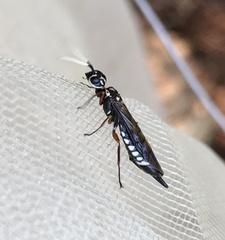 Xiphydria maculata