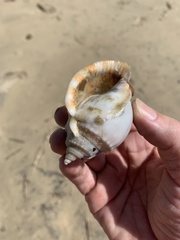 Phalium bandatum